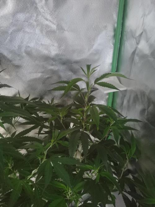 Elite Clones Gh WC Icc. Week 7