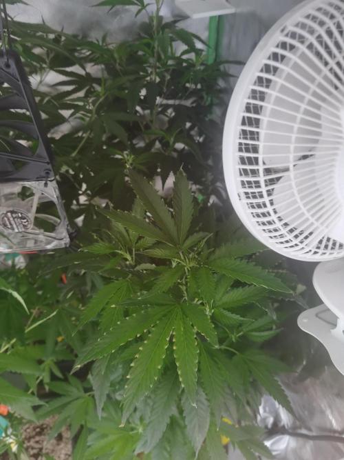 Elite Clones Gh WC Icc. Week 7