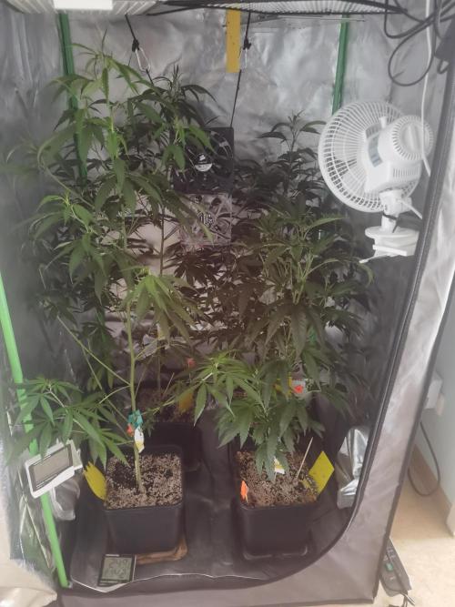 Elite Clones Gh WC Icc. Week 7