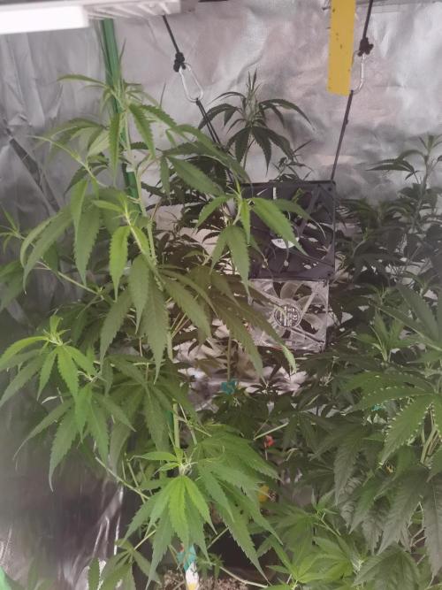 Elite Clones Gh WC Icc. Week 7