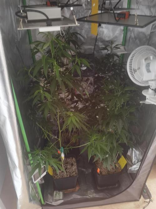 Elite Clones Gh WC Icc. Week 7