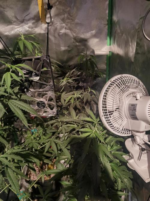 Elite Clones Gh WC Icc. Week 7