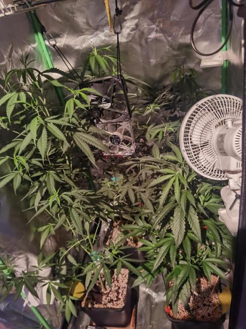 Elite Clones Gh WC Icc. Week 7