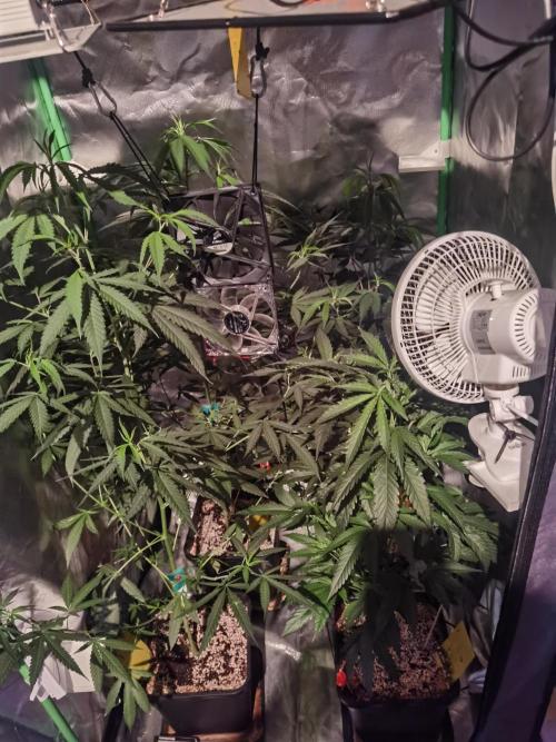 Elite Clones Gh WC Icc. Week 7