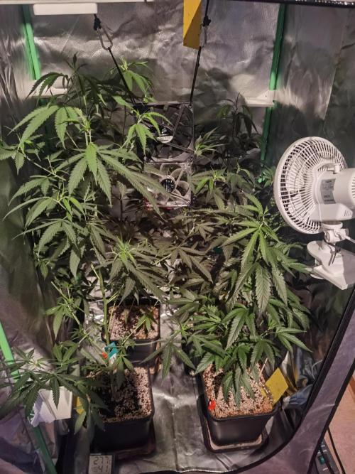 Elite Clones Gh WC Icc. Week 7