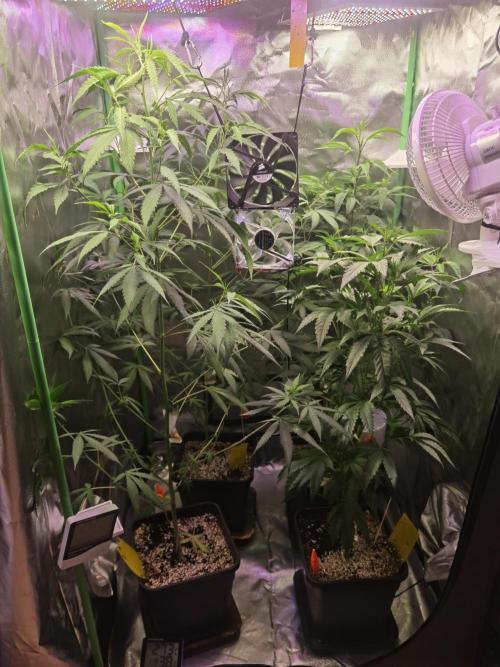 Elite Clones Gh WC Icc. Week 7