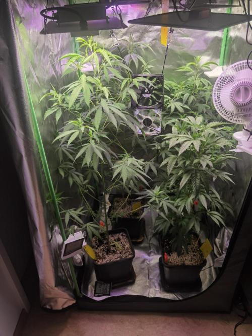 Elite Clones Gh WC Icc. Week 7