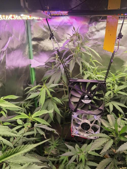 Elite Clones Gh WC Icc. Week 8