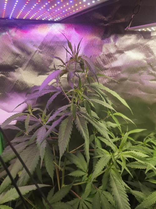 Elite Clones Gh WC Icc. Week 8