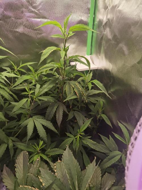Elite Clones Gh WC Icc. Week 8