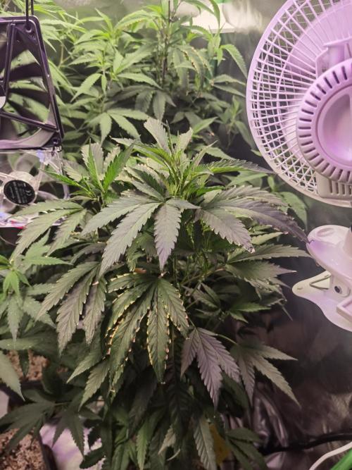 Elite Clones Gh WC Icc. Week 8