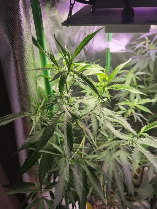 Elite Clones Gh WC Icc. Week 8