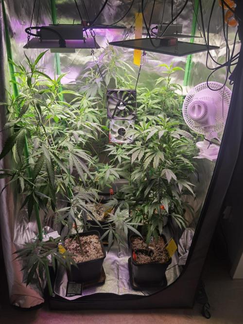 Elite Clones Gh WC Icc. Week 8