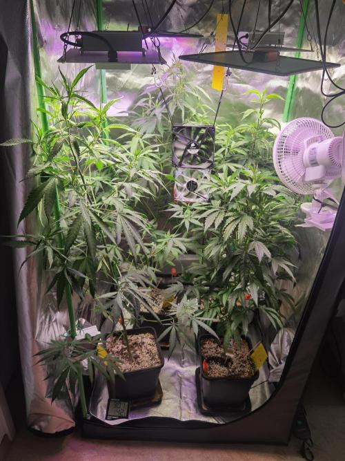 Elite Clones Gh WC Icc. Week 8