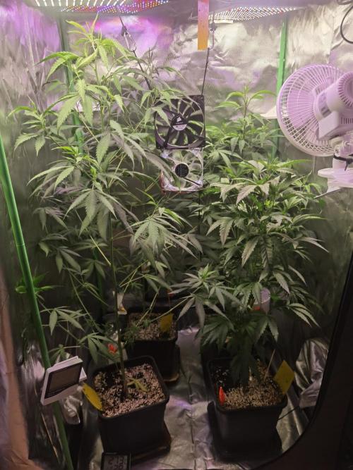 Elite Clones Gh WC Icc. Week 8