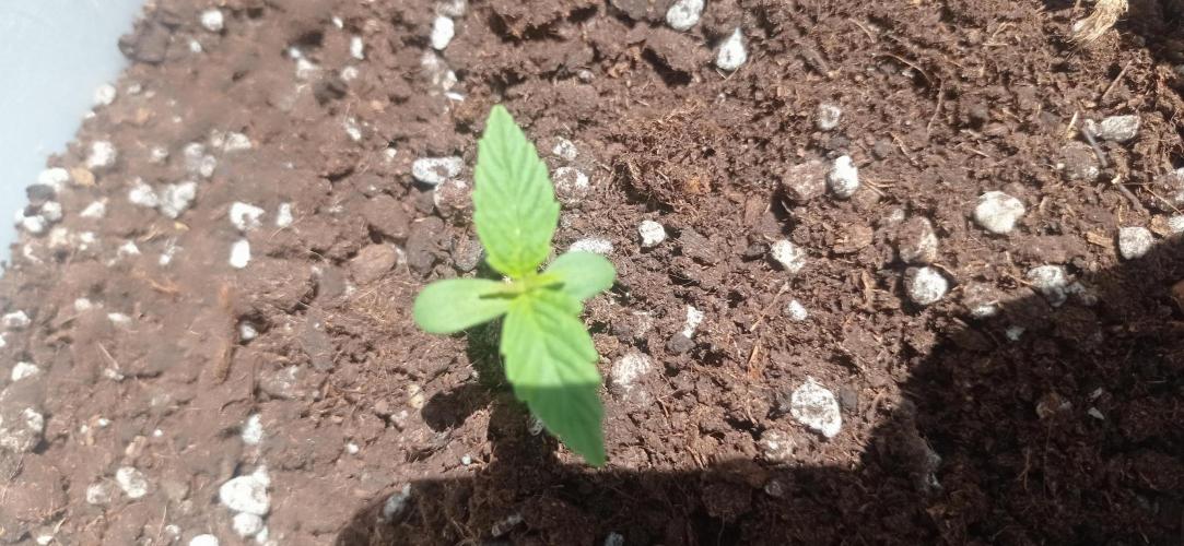 Terra Professional. Week 2