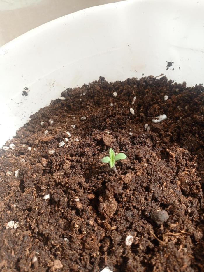 Purple Punch OG Xl. Week 3
