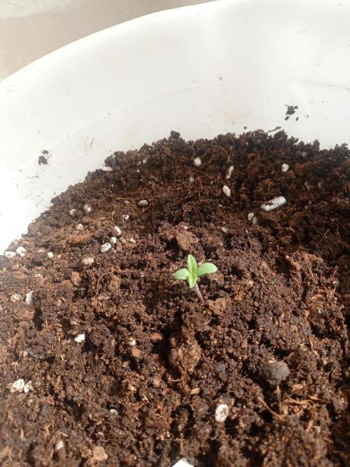 Terra Professional. Week 3
