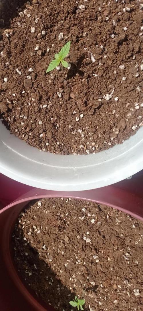 Terra Professional. Week 1