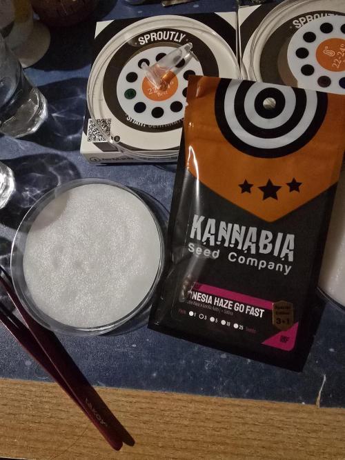 Amnesia Haze Go Fast by Kannabia 2026. Week 0