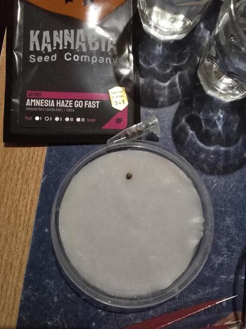 Amnesia Haze Go Fast by Kannabia 2026. Week 0