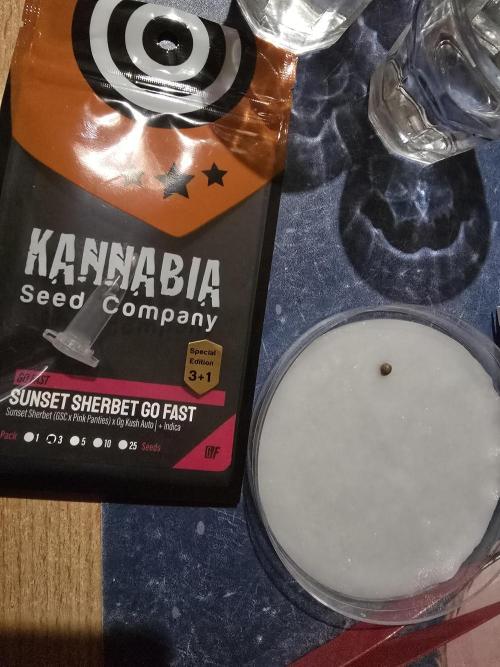 Sunset Sherbet Go Fast by Kannabia 2026. Week 0