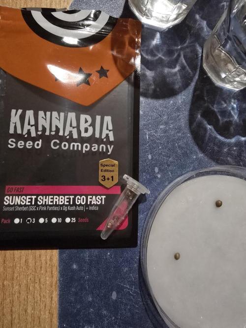 Sunset Sherbet Go Fast by Kannabia 2026. Week 0