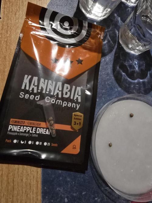Pineapple Dream by Kannabia 2026. Week 0