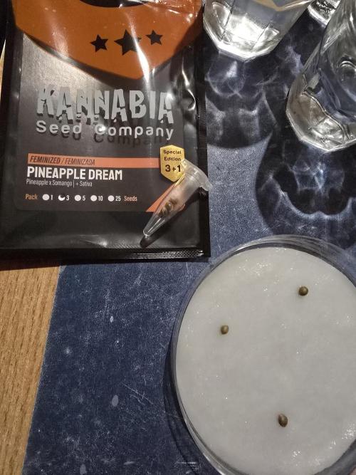 Pineapple Dream by Kannabia 2026. Week 0