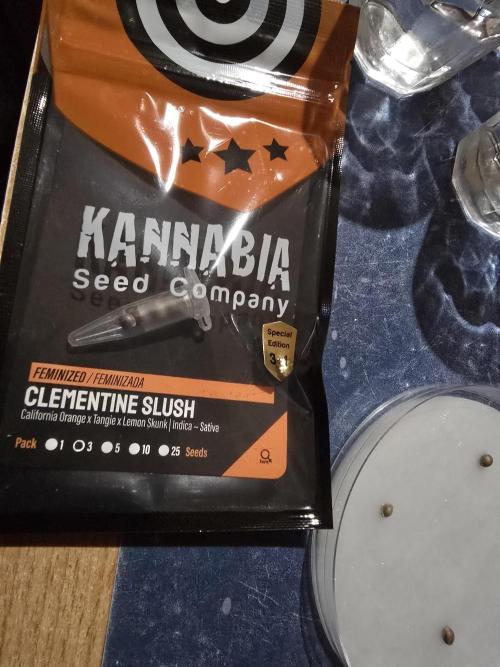 Clementine Slush by Kannabia 2026. Week 0