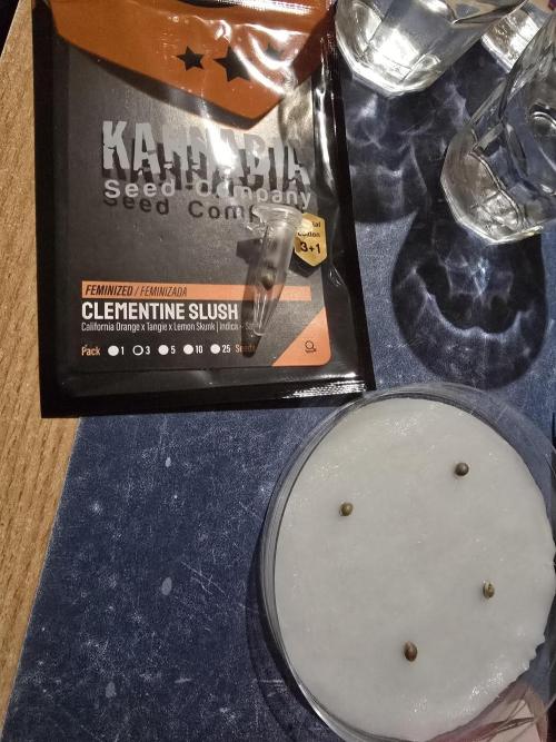 Clementine Slush by Kannabia 2026. Week 0