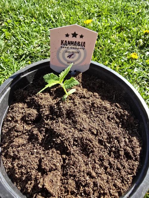 Amnesia Haze Go Fast by Kannabia 2026. Week 1