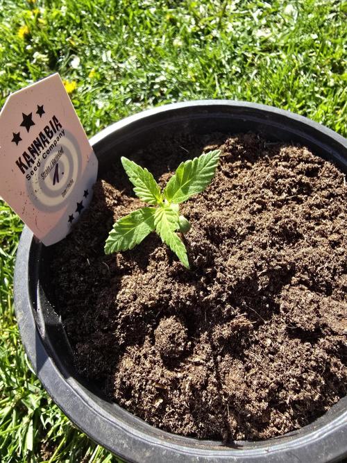 Amnesia Haze Go Fast by Kannabia 2026. Week 1