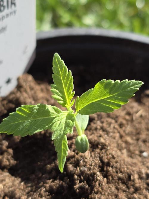 Amnesia Haze Go Fast by Kannabia 2026. Week 1