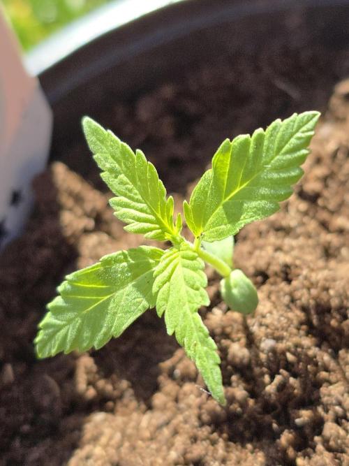 Amnesia Haze Go Fast by Kannabia 2026. Week 1