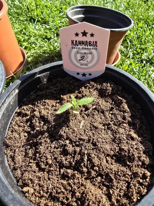 Sunset Sherbet Go Fast by Kannabia 2026. Week 1