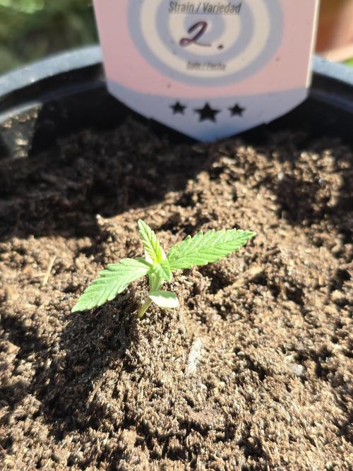 Sunset Sherbet Go Fast by Kannabia 2026. Week 1