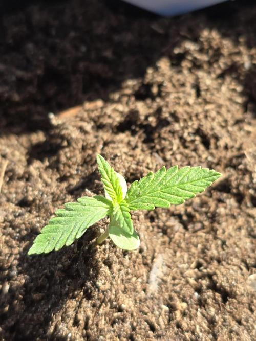 Sunset Sherbet Go Fast by Kannabia 2026. Week 1