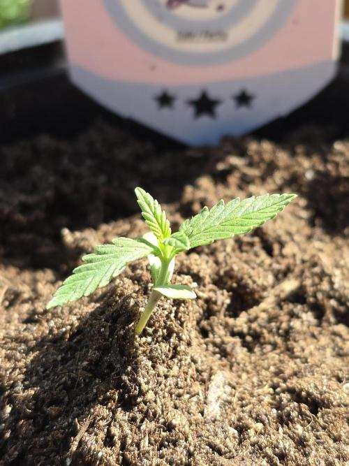 Sunset Sherbet Go Fast by Kannabia 2026. Week 1