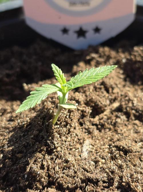 Sunset Sherbet Go Fast by Kannabia 2026. Week 1