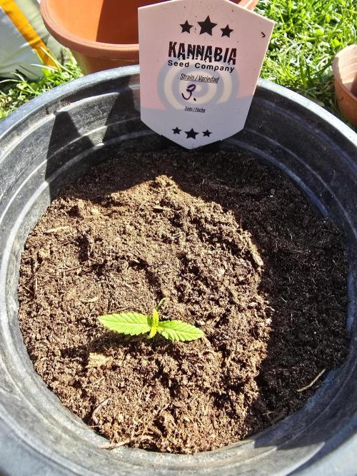 Pineapple Dream by Kannabia 2026. Week 1
