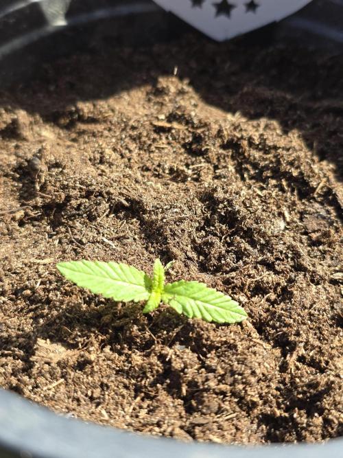 Pineapple Dream by Kannabia 2026. Week 1