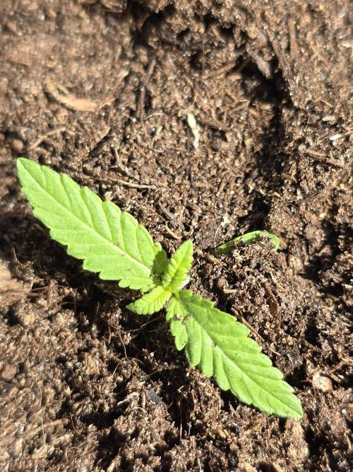 Pineapple Dream by Kannabia 2026. Week 1