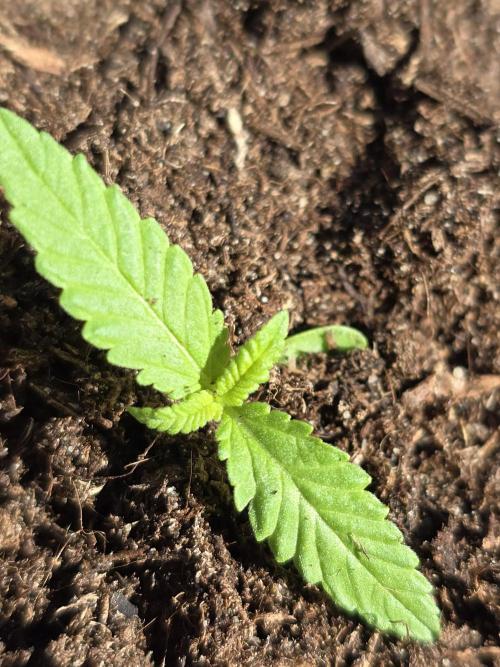 Pineapple Dream by Kannabia 2026. Week 1