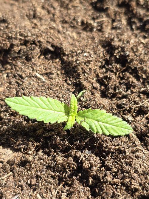 Pineapple Dream. Week 1