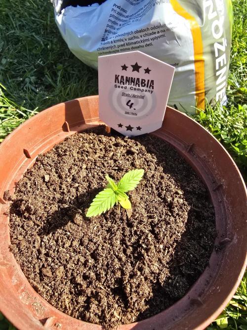 Clementine Slush by Kannabia 2026. Week 1