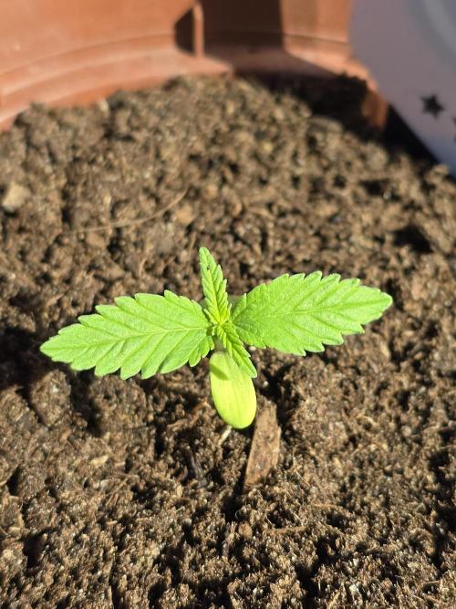 Clementine Slush by Kannabia 2026. Week 1