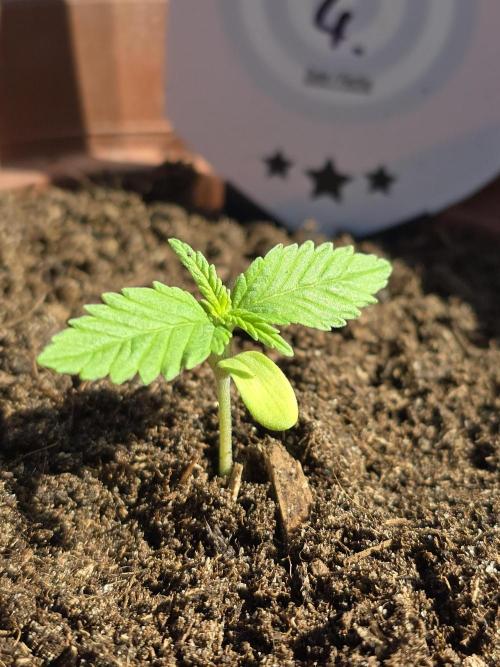 Clementine Slush. Week 1
