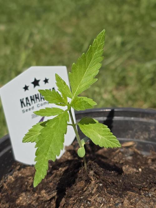 Amnesia Haze Go Fast by Kannabia 2026. Week 2