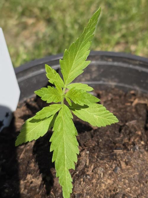 Amnesia Haze Go Fast by Kannabia 2026. Week 2
